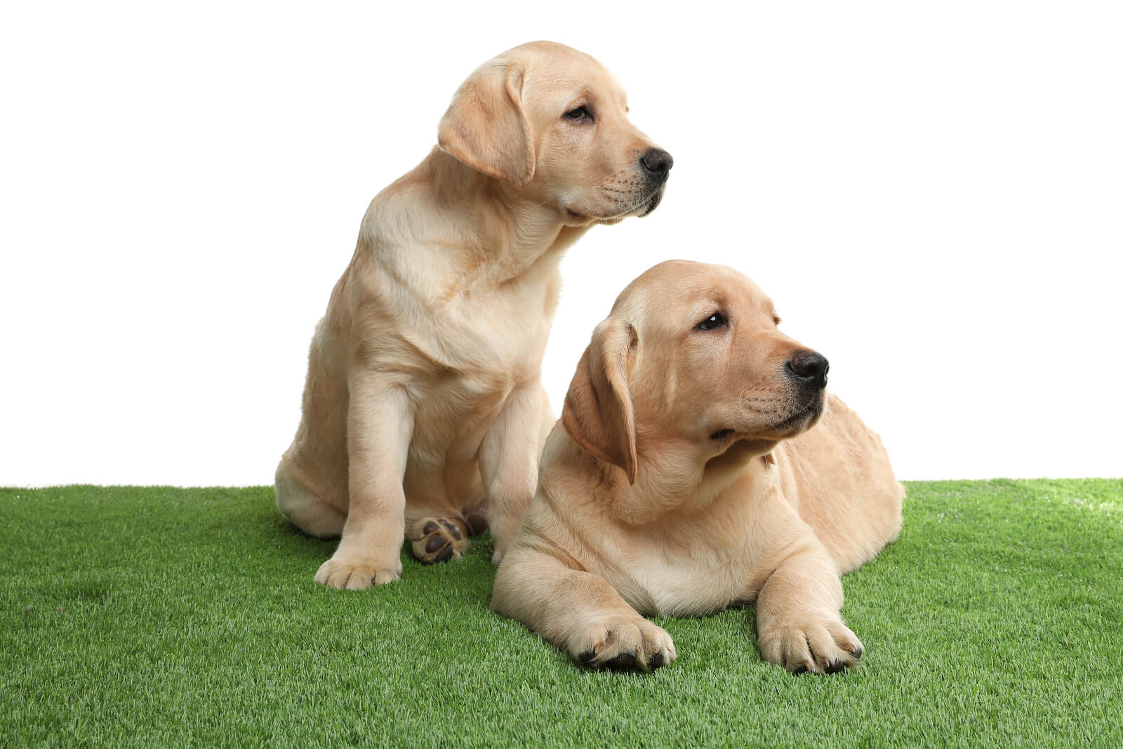 Cute yellow labrador retriever puppies on artificial grass against white background