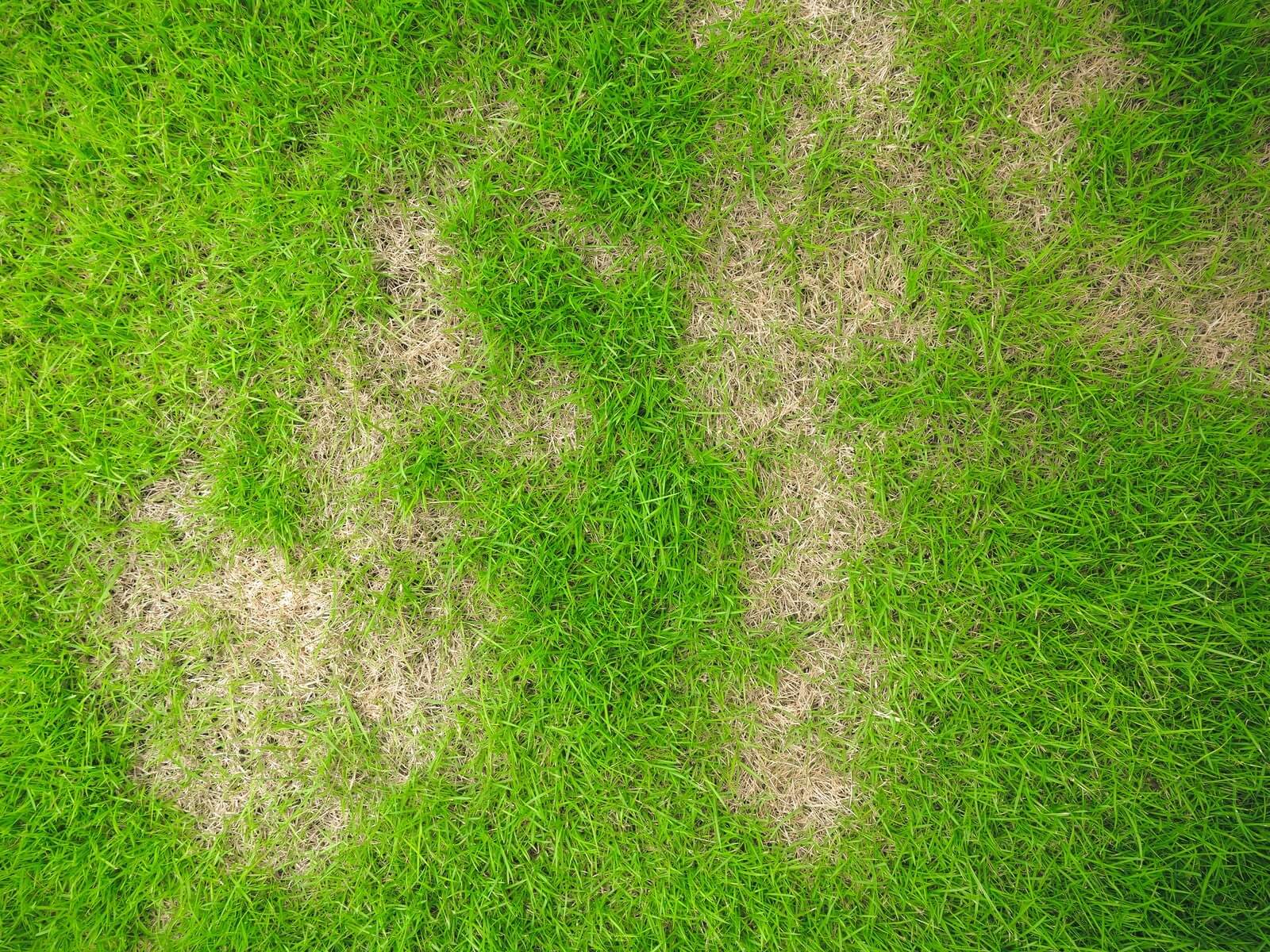 Lawn Issues Solved By Top Quality Artificial Grass In Monterey