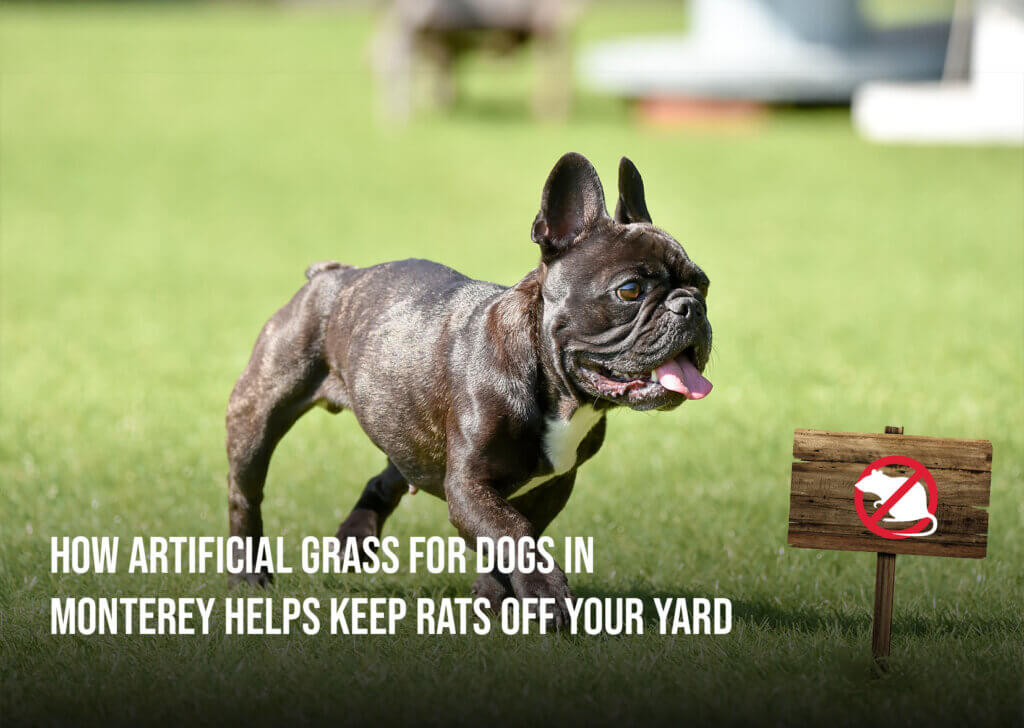 Pet Artificial Grass yard