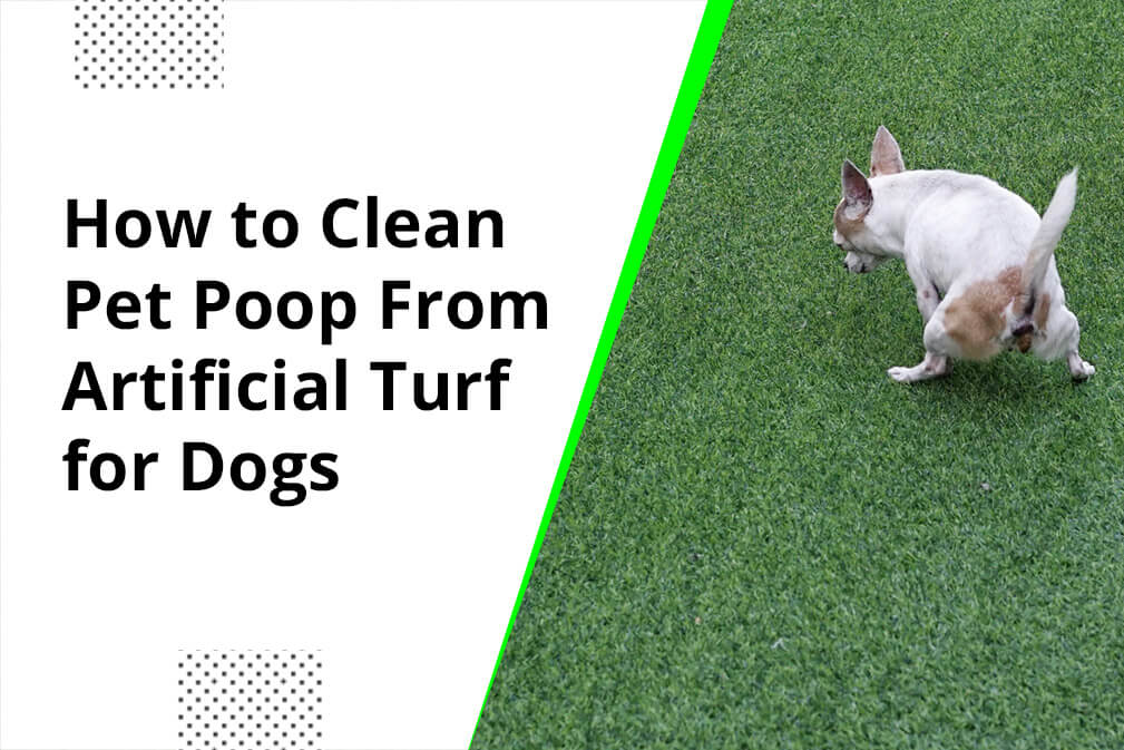 How to Clean Pet Poop From Artificial Turf for Dogs_Monterey